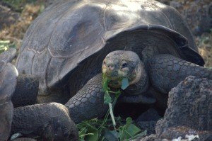 4. Galapagos tortoise