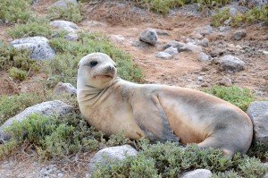 6. Galapagos Sea Lion