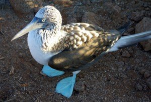 7. Blue-Footed Booby