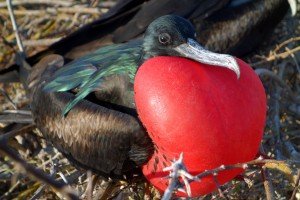 8. Frigatebird 2