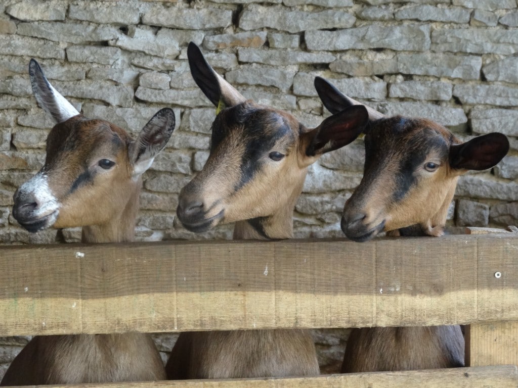 Goat cheese maker in Burgundy Photo by Maurie O'Connor