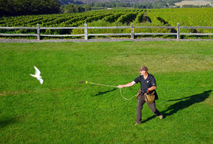 Falconry Demonstration at Hahn Family Wines