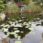 Japanese Garden at Norfolk Botanical Gardens.