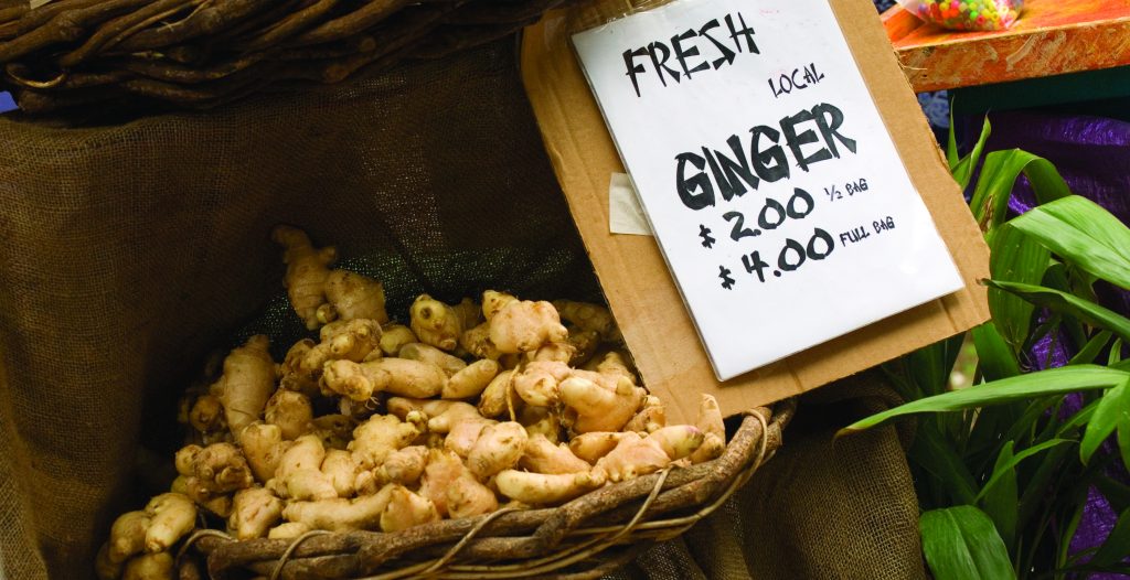 Ginger grows prolifically in this fertile region. (c) Sunshine Coast Destination Ltd