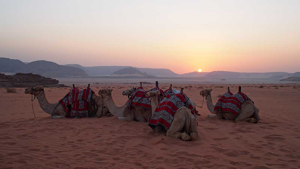 Our Most Memorable Moments in Jordan - Camels at Sunrise