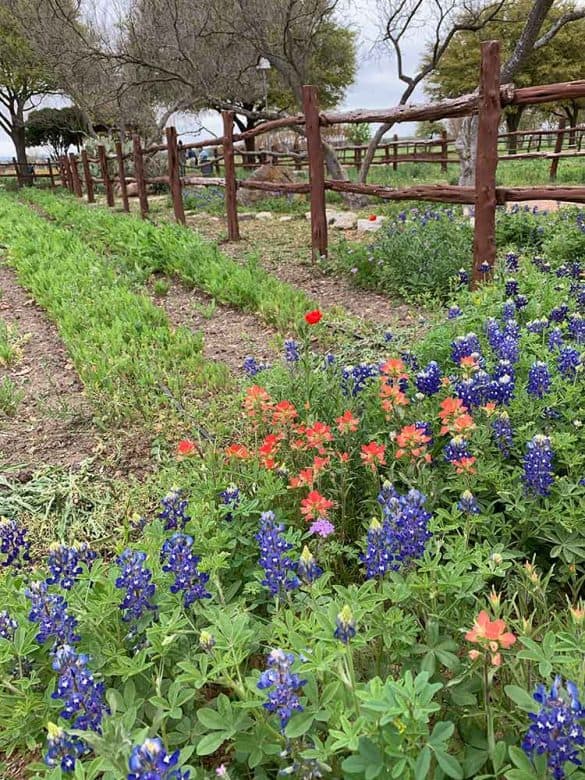 Fredericksburg, Texas Wildflowers and Wine (Peaches, too!) in Texas
