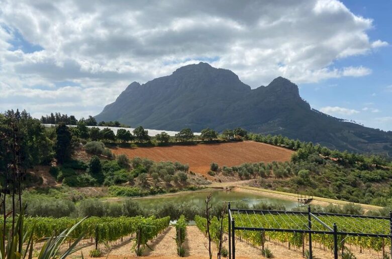 South Africa Vineyard