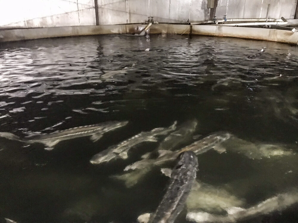 Adult sturgeon swimming in tank