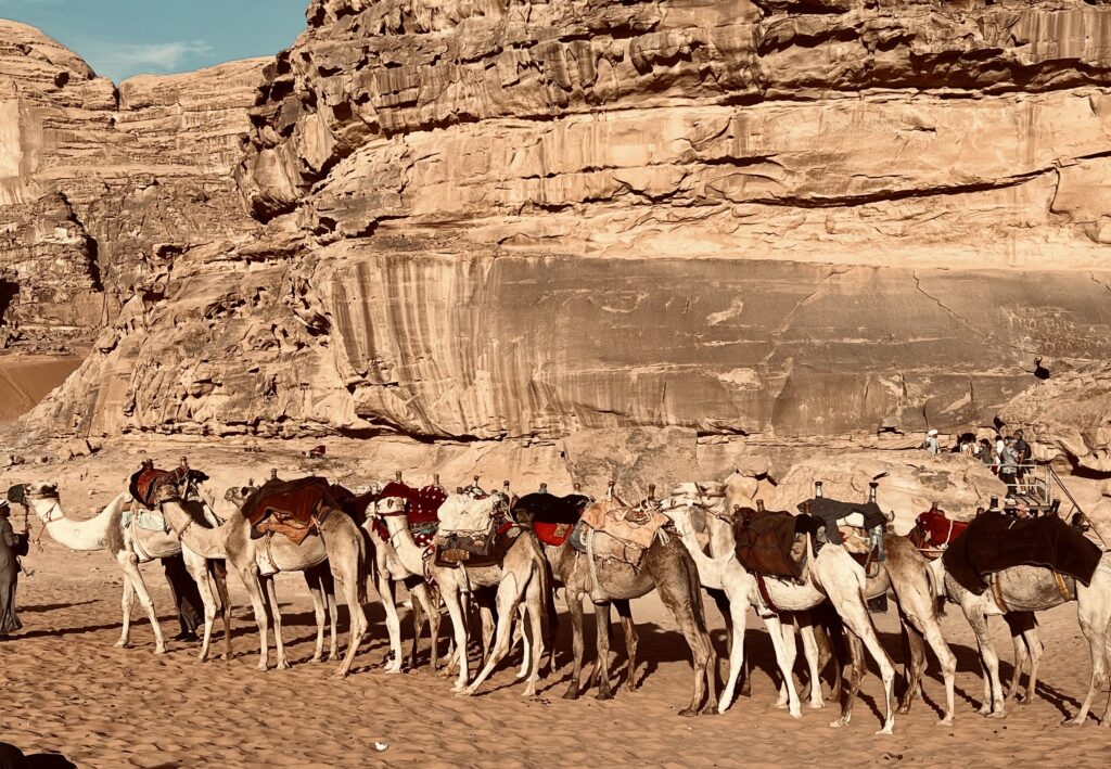 Camels worked through centuries of Jordan's transportation advancements