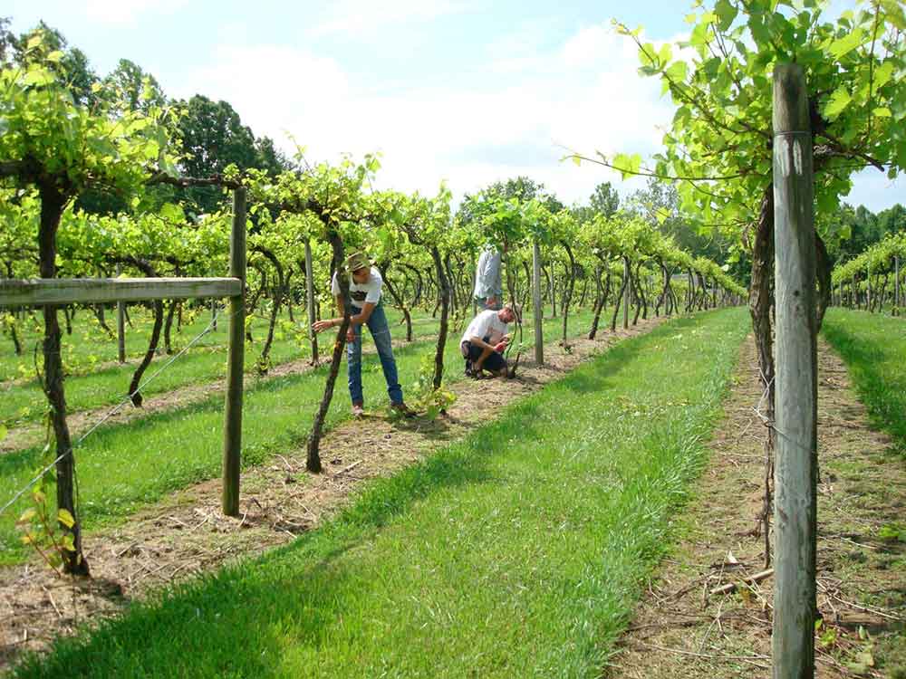 Butler Winery vineyard