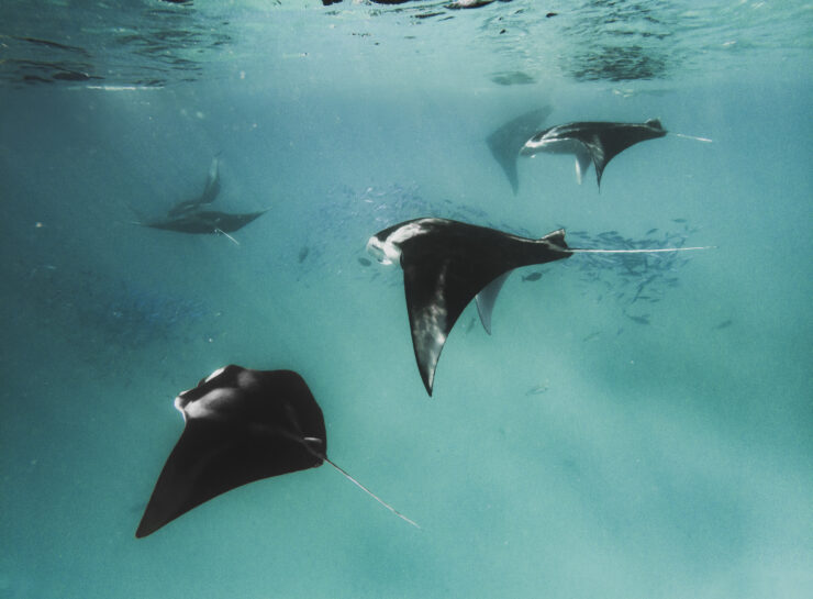 Nightly mantas watch at Iru Fushi