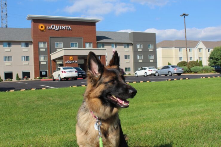 Sophie at Elkhart,IN La Quinta on our Maryland to Colorado road trip.