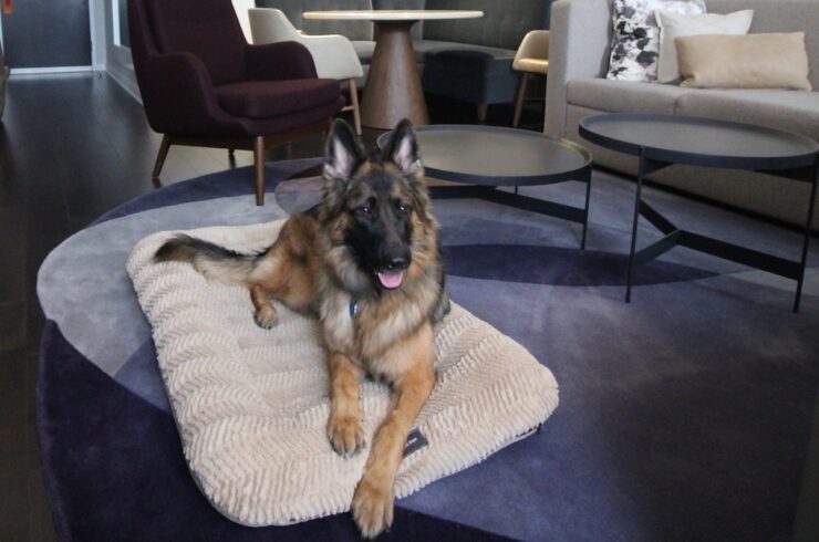 Sophie in her West Paw bed at the Kimpton Donavan Hotel in Washington DC.