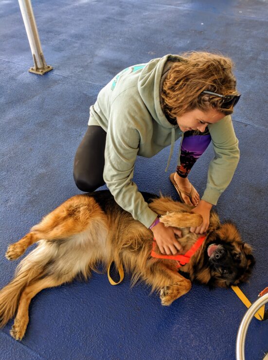 The Cape May and Lewes Ferry is exceptionally dog-friendly as was this passenger.