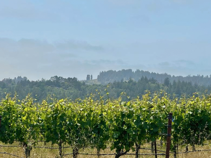 Littorai's estate vineyard in sunshine with fog in background