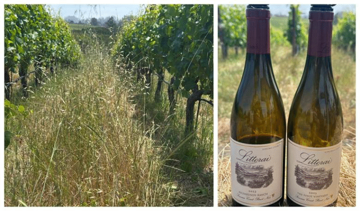 Littorai's vines with wild grasses on left, and two bottles of Pinot Noir in vineyard