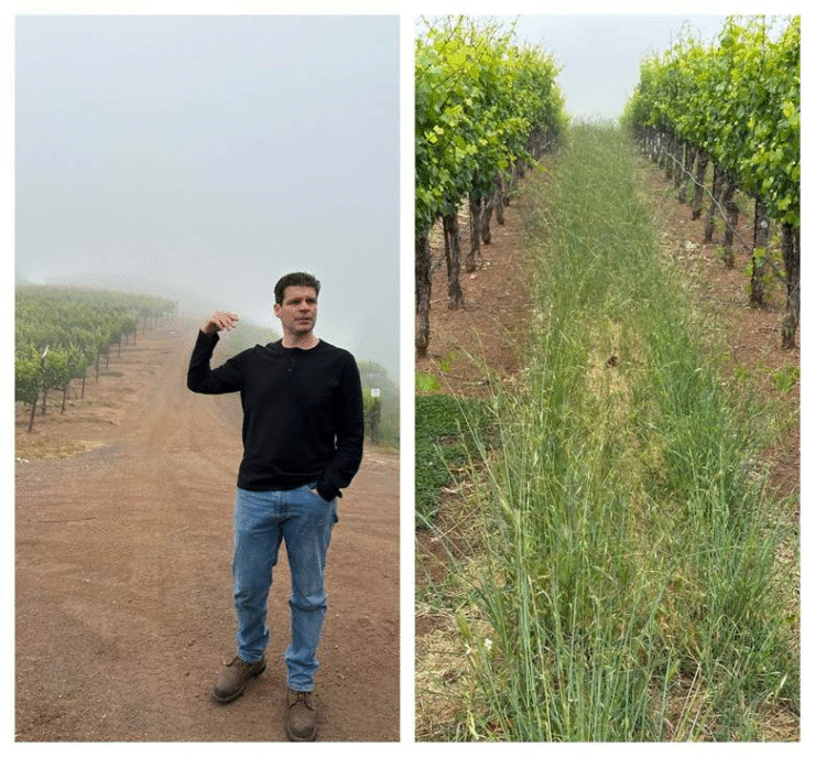 Jeff Pisoni standing in vineyard with fog and wild grasses and flowers among vines