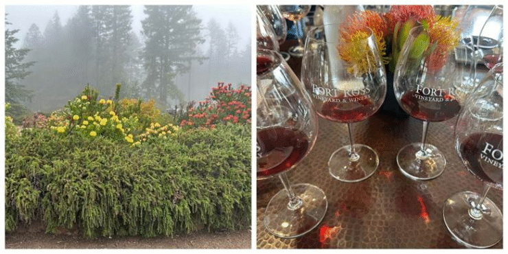 On left Fort Ross gardens with Protea and on right four glasses of Fort Ross Pinot Noir