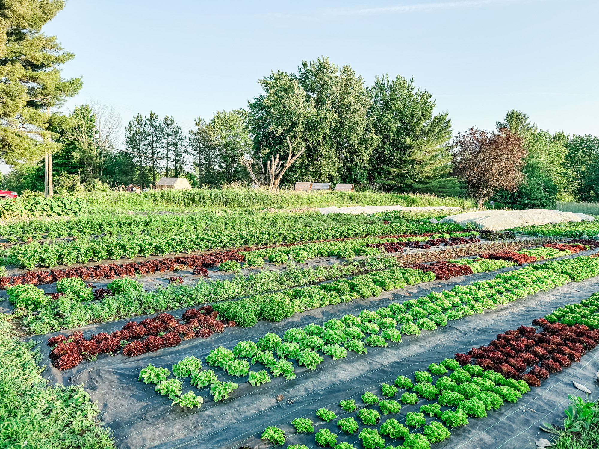Expansive garden at Les Cocagnes, showcasing neatly planted rows of red and green lettuces and herbs under a sunny sky, backed by clusters of trees and raised beds in the distance.