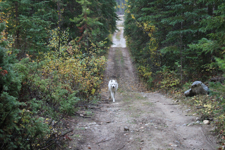 White wolf walking a dirt path.