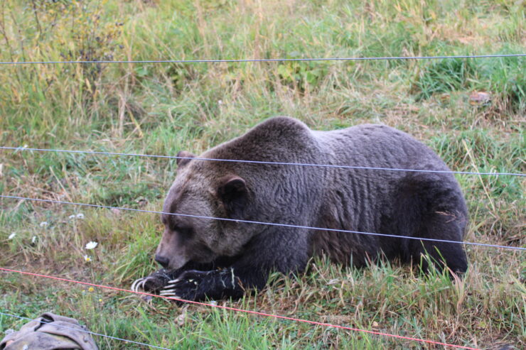 Grizzly with claws out eating fruit
