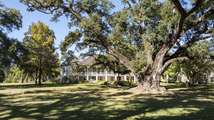 Melrose Plantation, Live Oak in foreground.