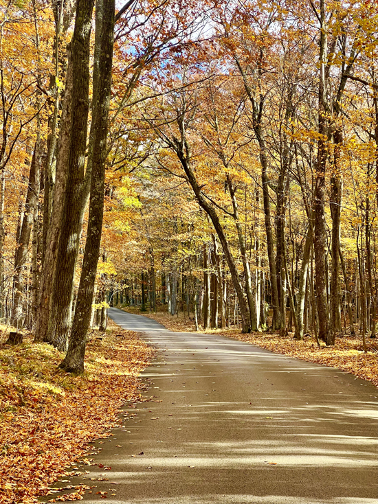 The spectacular fall leaf show in Peninsula State Park in Ephraim, Wisconsin