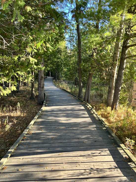 The boardwalk through the woods at Ridges Sanctuary in Bailey's Harbor, Door County, Wisconsin