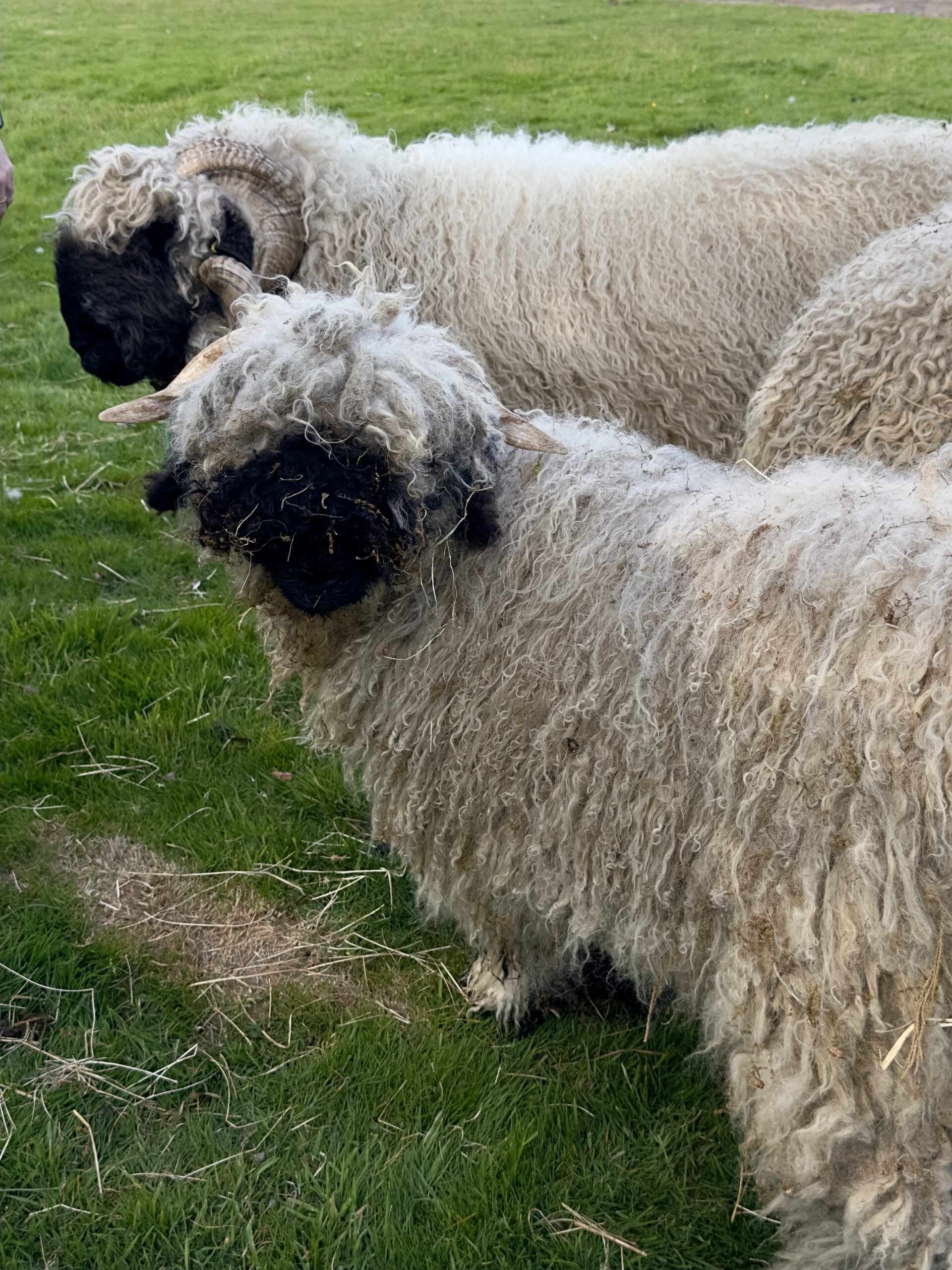 Valois Blacknosed Sheep