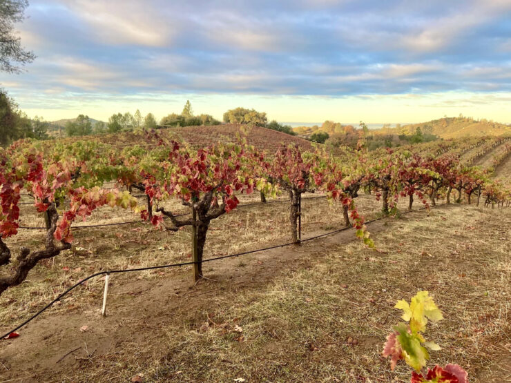 Capelli Vineyard in Fall