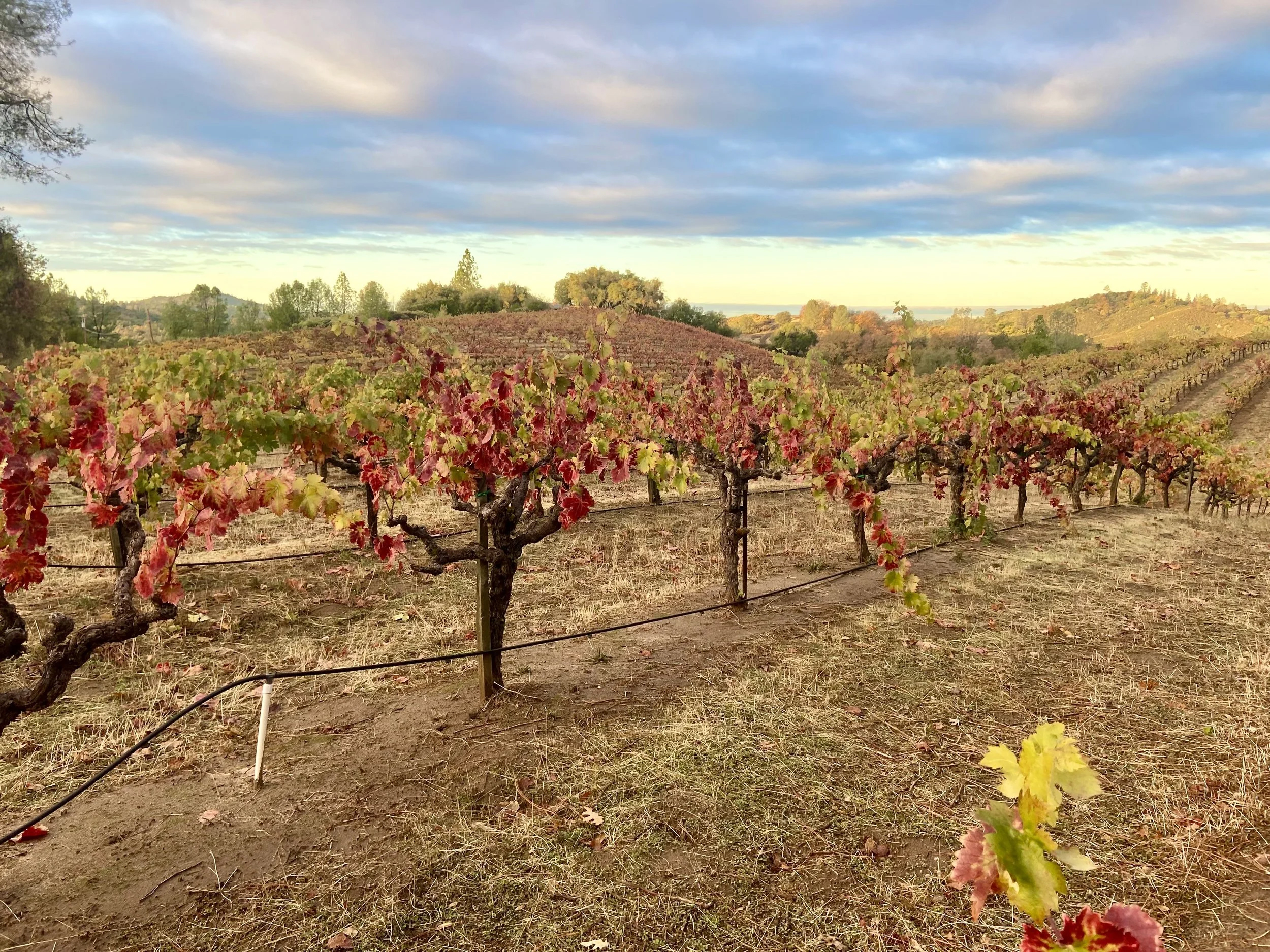 Capelli Vineyard in Fall