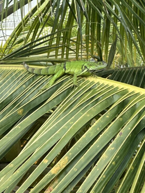 Iguana in Puerto Rico