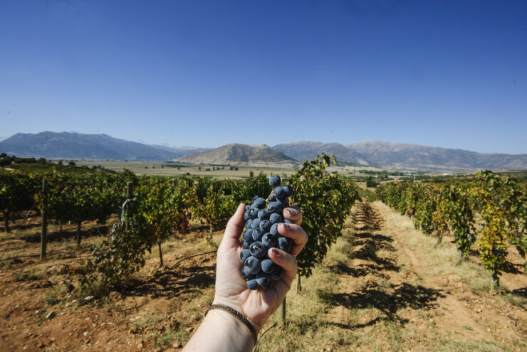 hand holding a grape bunch with vineyards and mountains in the background