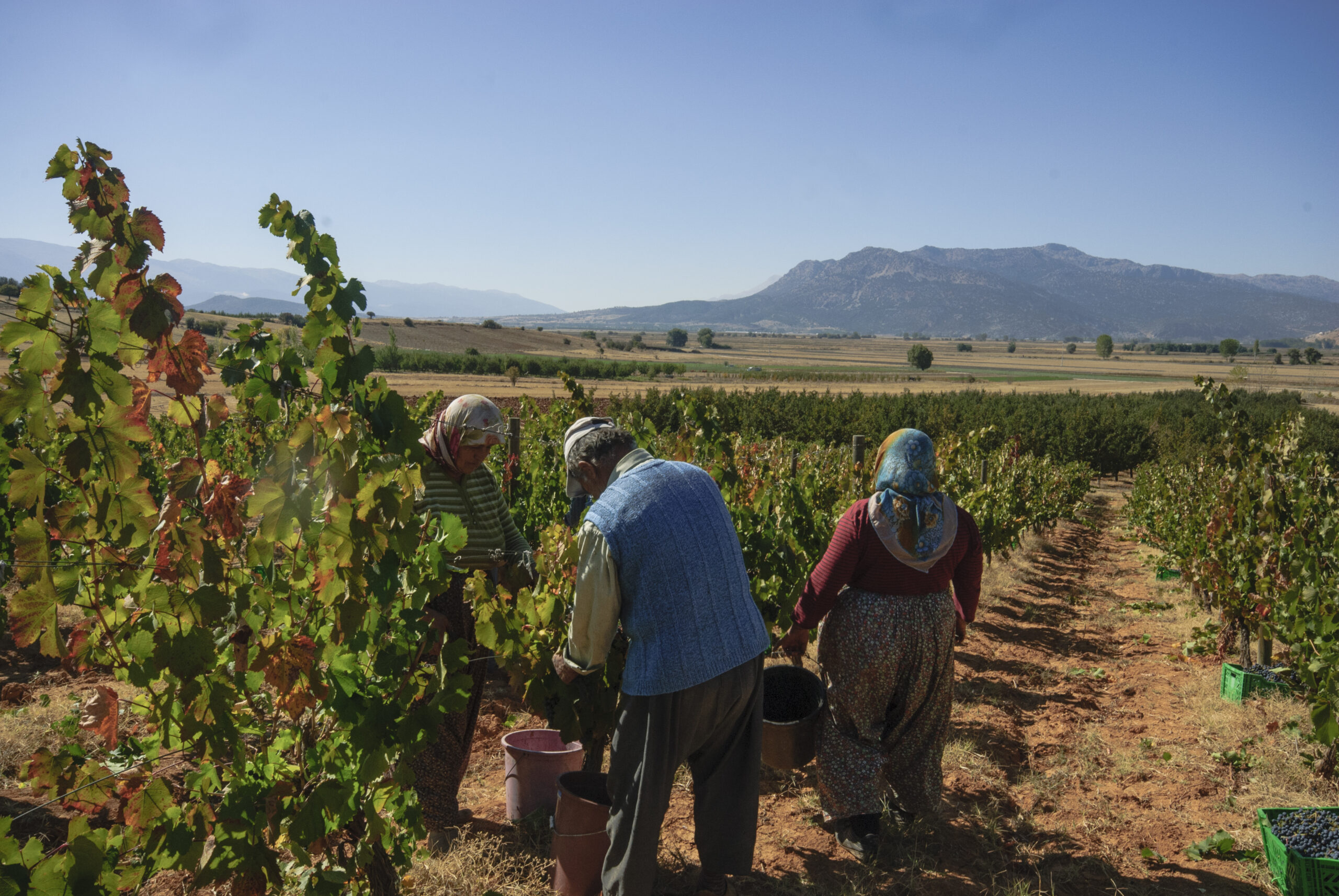 workers harvesting grapes with mountains in the background