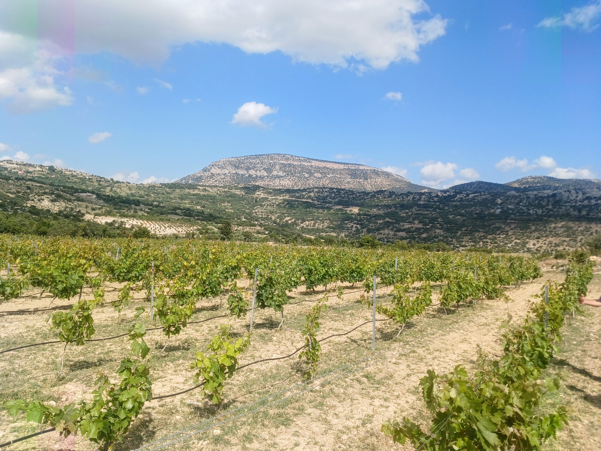 vineyard with high mountains in the background under a bright sky with fluffy clouds