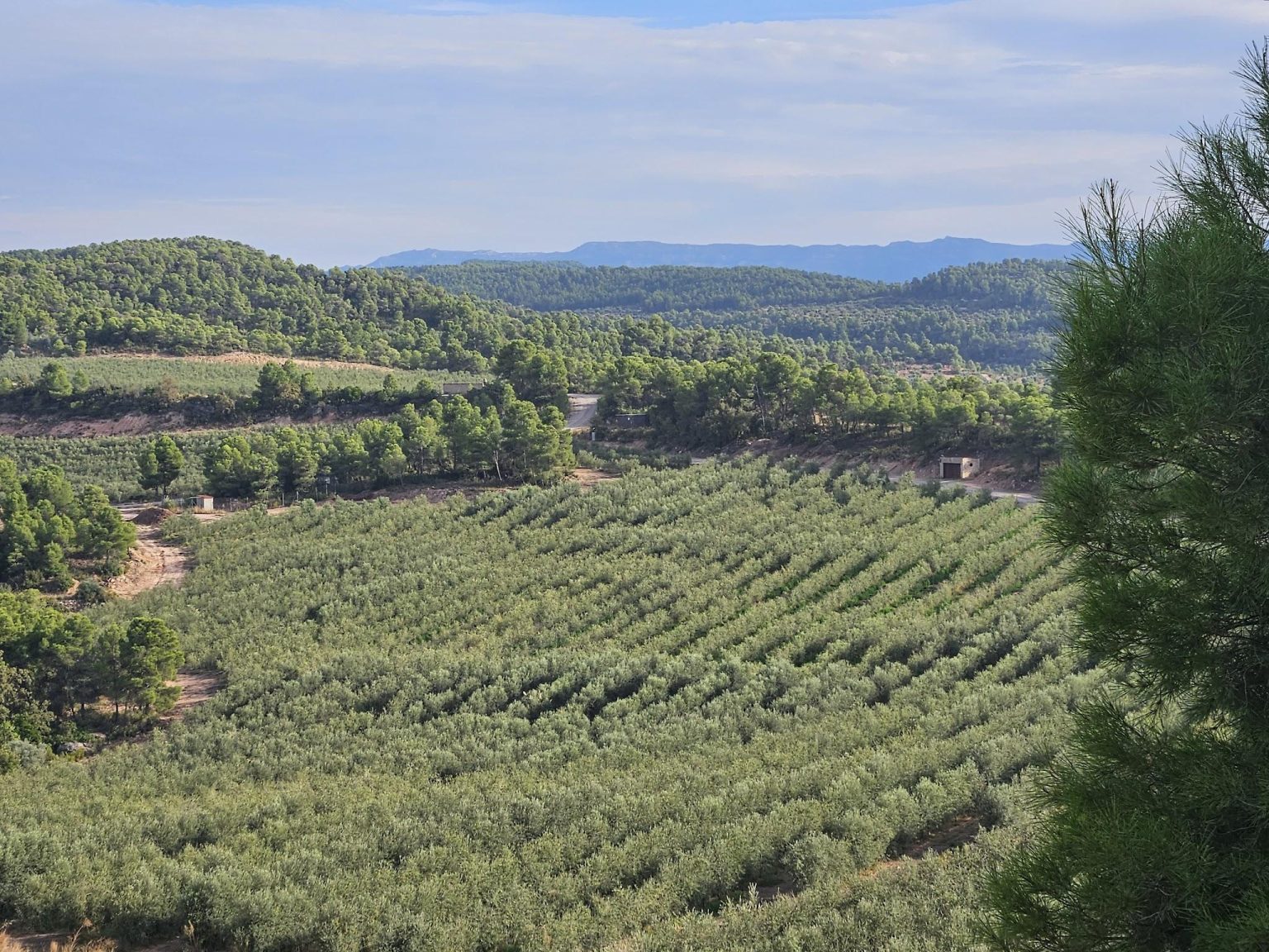 close spacing of olives at Cuadrat