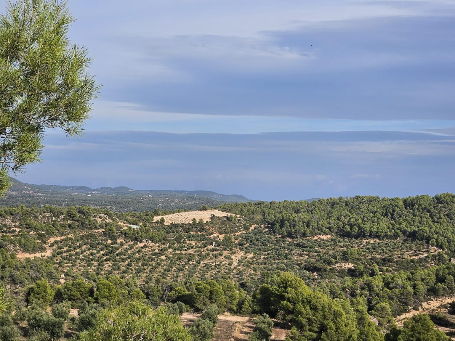 wider spacing of trees