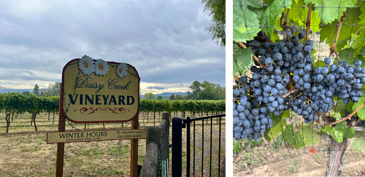 Daisy Creek Vineyard sign and grapes on the vine.