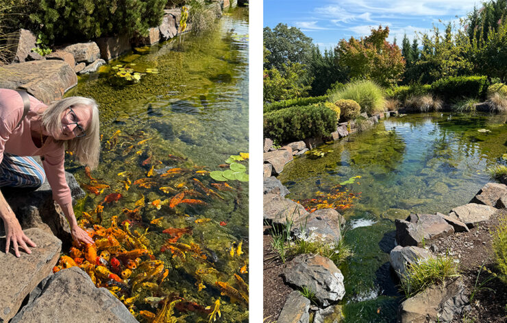 A duo of photos showing a woman looking up as she reaches down to koi in the koi pond; the other photo is an overall view of the koi pond. 