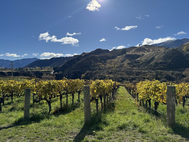 Rows of vines with green-brown hills in the background under a blue sky