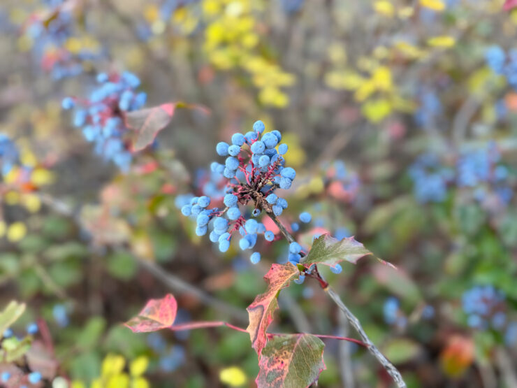 Wild Berries Growing In Kelowna