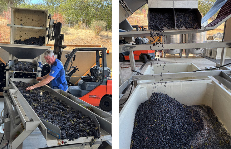 Two photos showing the grapes coming in and being sorted at Irvine & Roberts Vineyards.