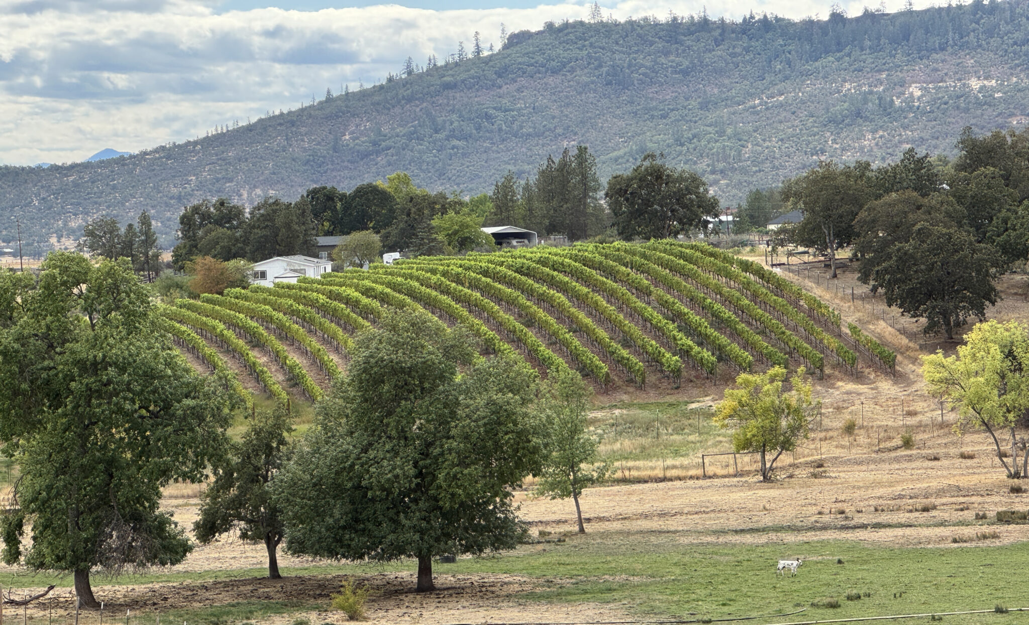 Savoring Southern Oregon: Four Wineries and a Day Trip to Crater Lake ...