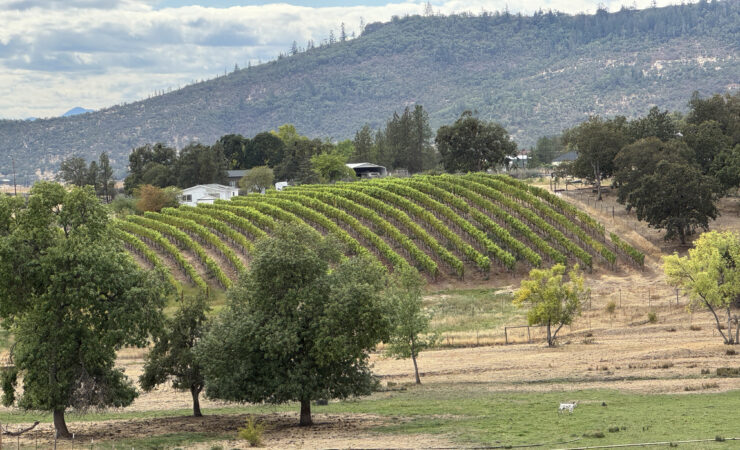 Kriselle Cellars' 25 acres of planted grapes, as seen from the Tasting Room's patio