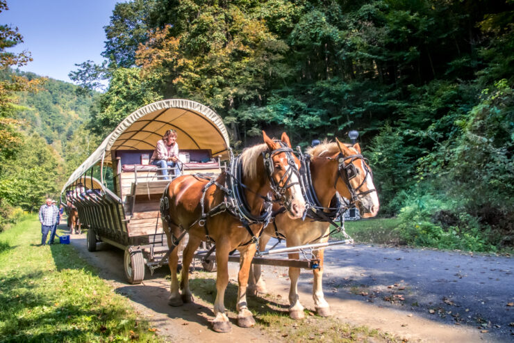 Percheron horses pulling a covered wagon along a dirt trail in Pennsylvania Grand Canyon