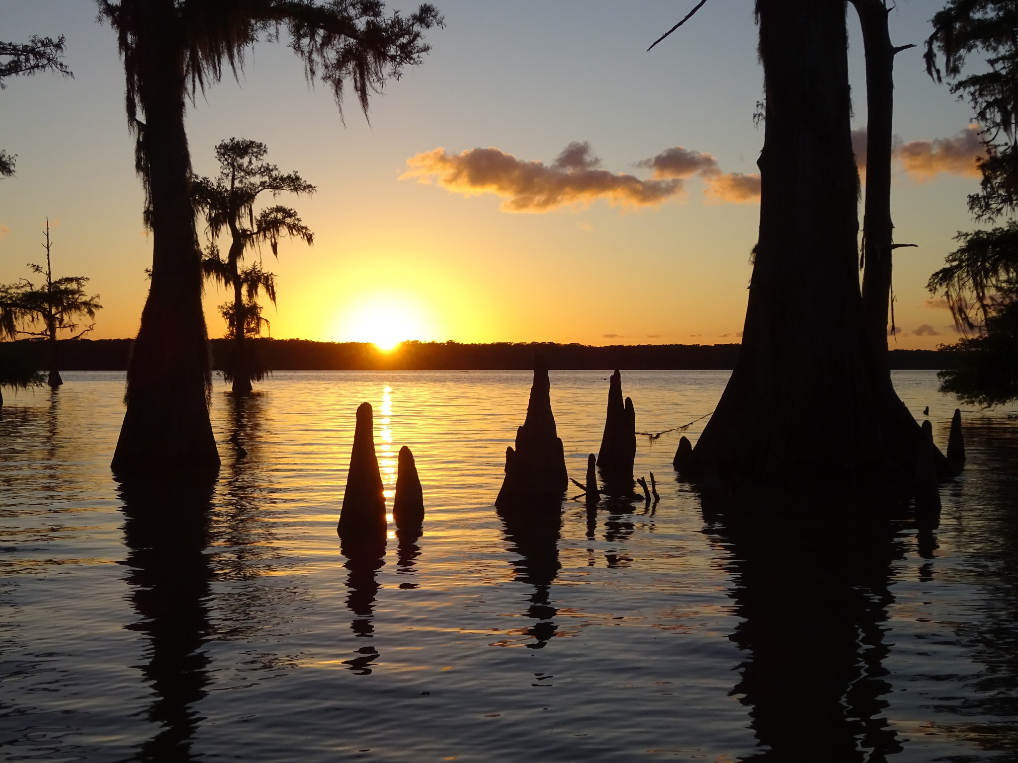 Sunset on the Atchfalaya River showing cypress knees