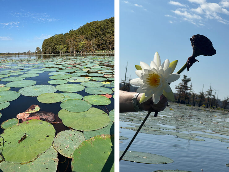 Beds of water lilies and a blooming lily on the Black Bayou Lake near Monroe.