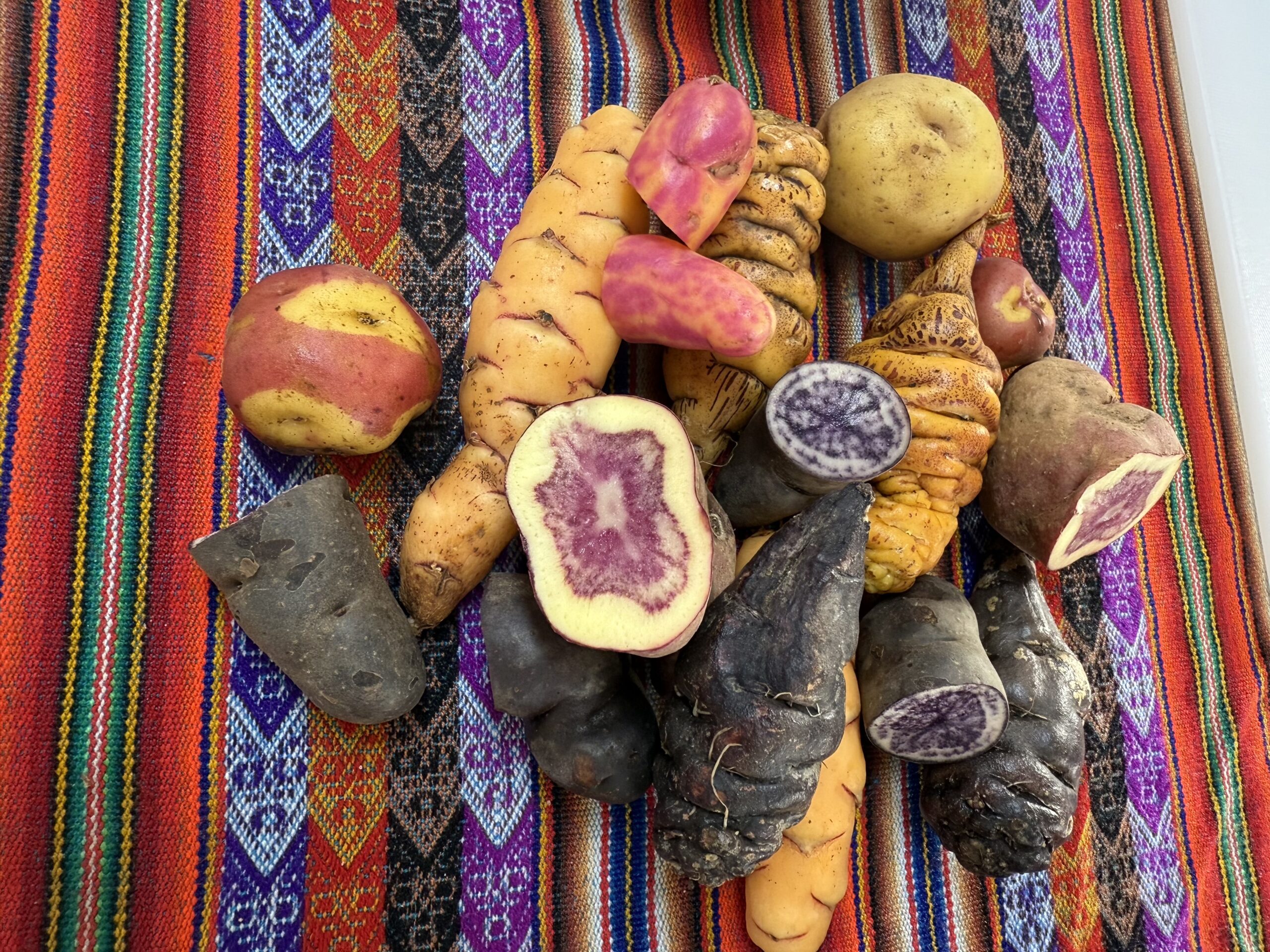 potatoesandtubers A grouping of colorful potatoes displayed at a Haku Tours cooking class shows the variety of tubers grown in Peru. ©Linda Barnard