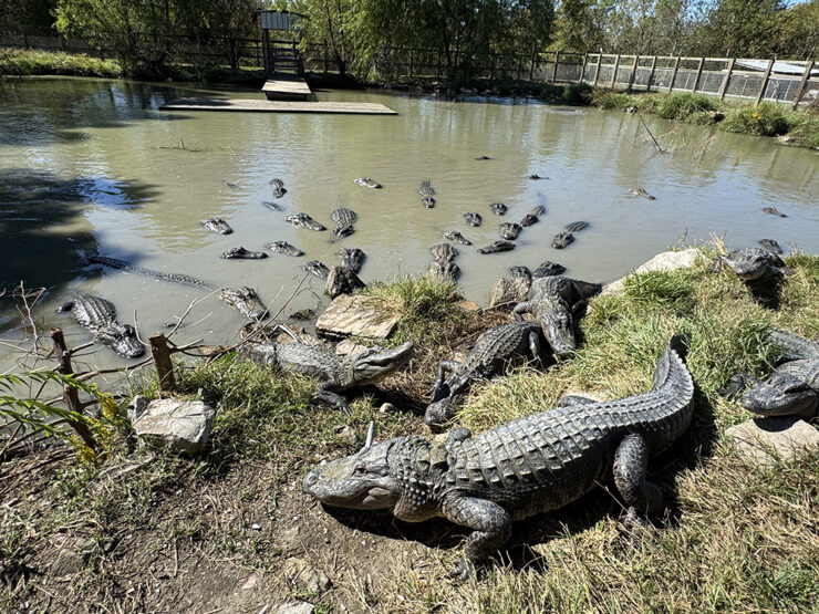 Gators in a lake at Greenwood Gator Farm
