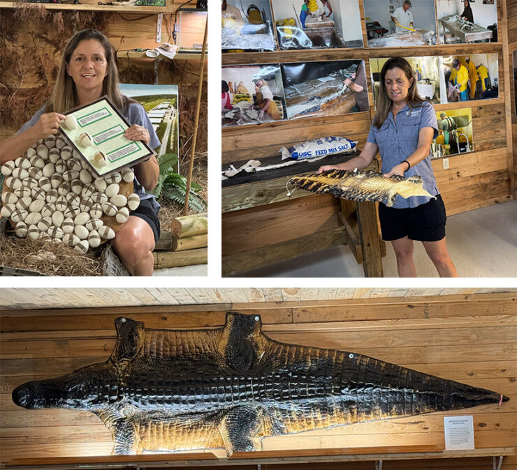 Three photos of tour guide, Amber, showing us how eggs are harvested and how the skins are used. A third photo show the skin of a large alligator o the wall.